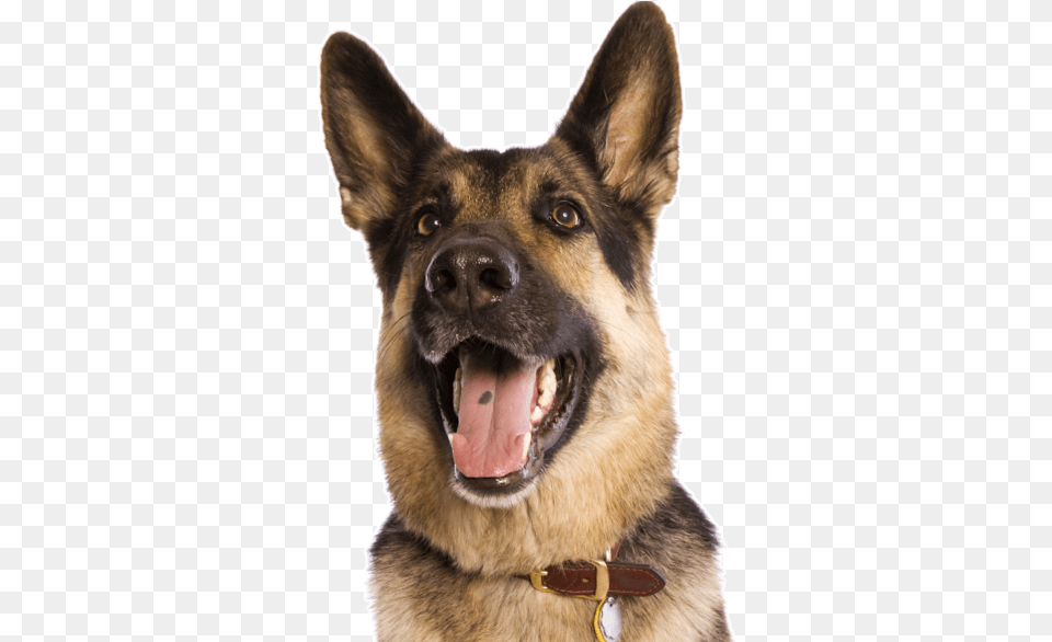 Dog Yawns, Animal, Canine, German Shepherd, Mammal Free Png Download