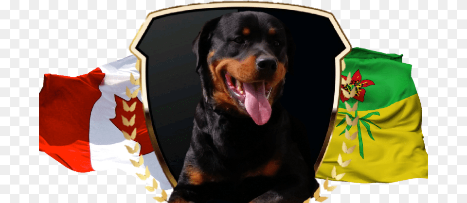 Dog Yawns, Animal, Canine, Mammal, Pet Png