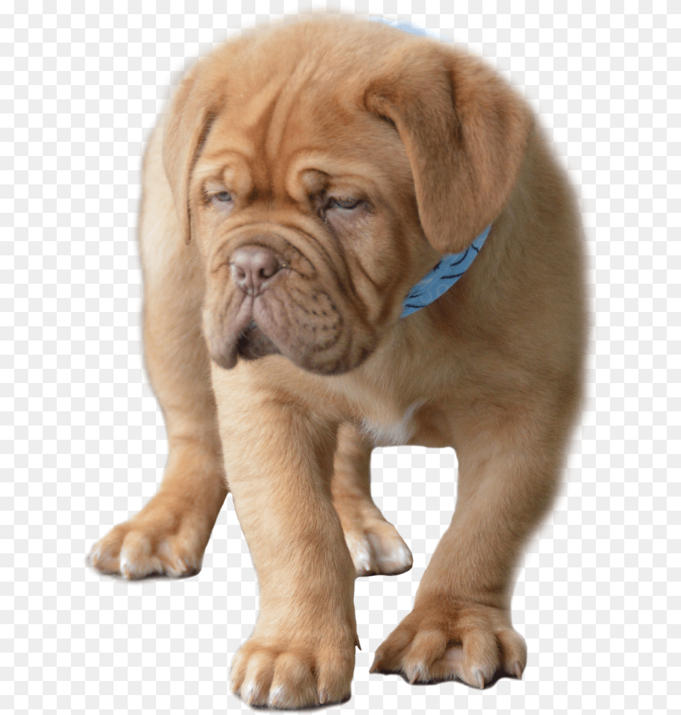 Dog Yawns, Animal, Canine, Mammal, Pet Png Image