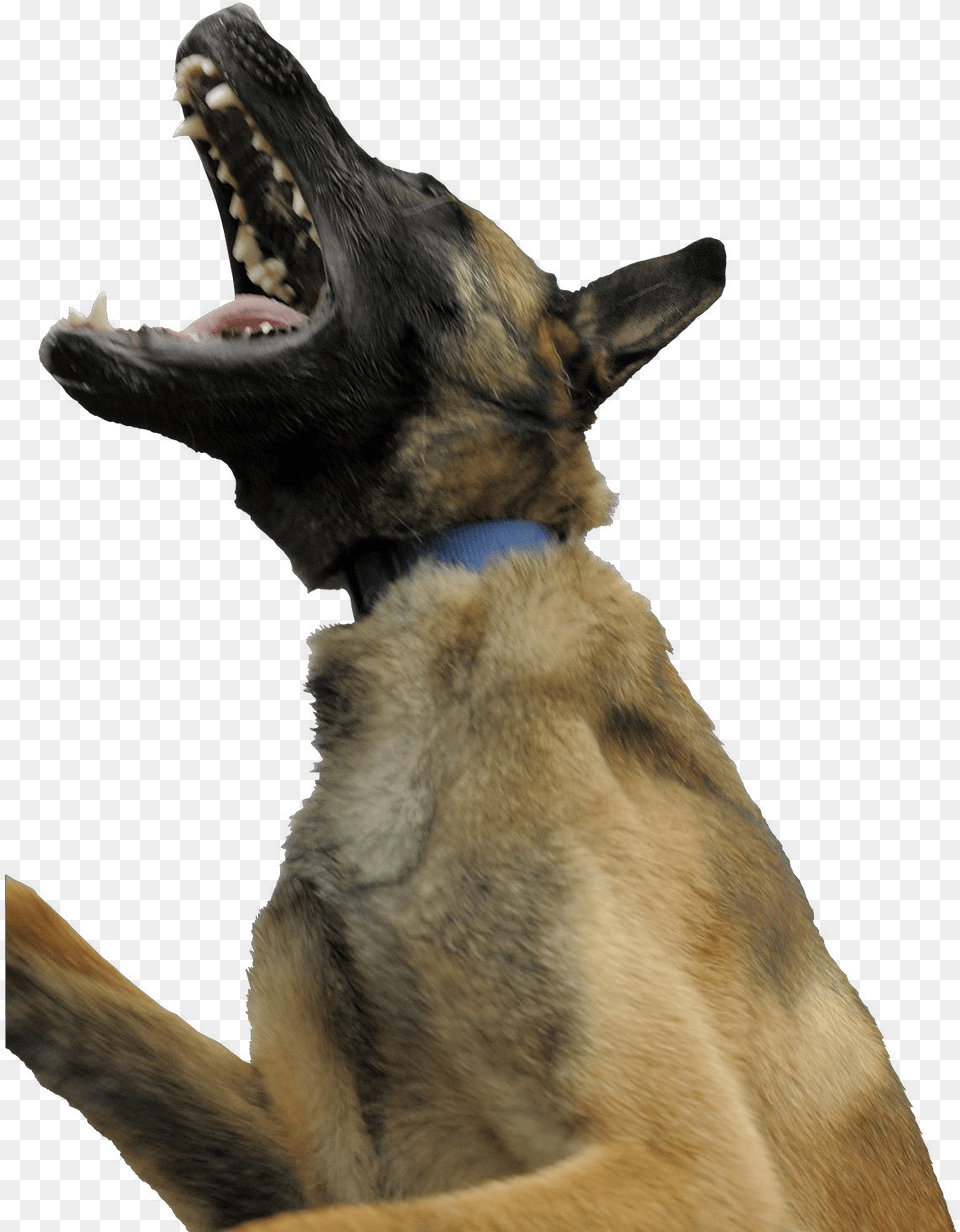 Dog Yawns, Animal, Canine, Mammal, Pet Png