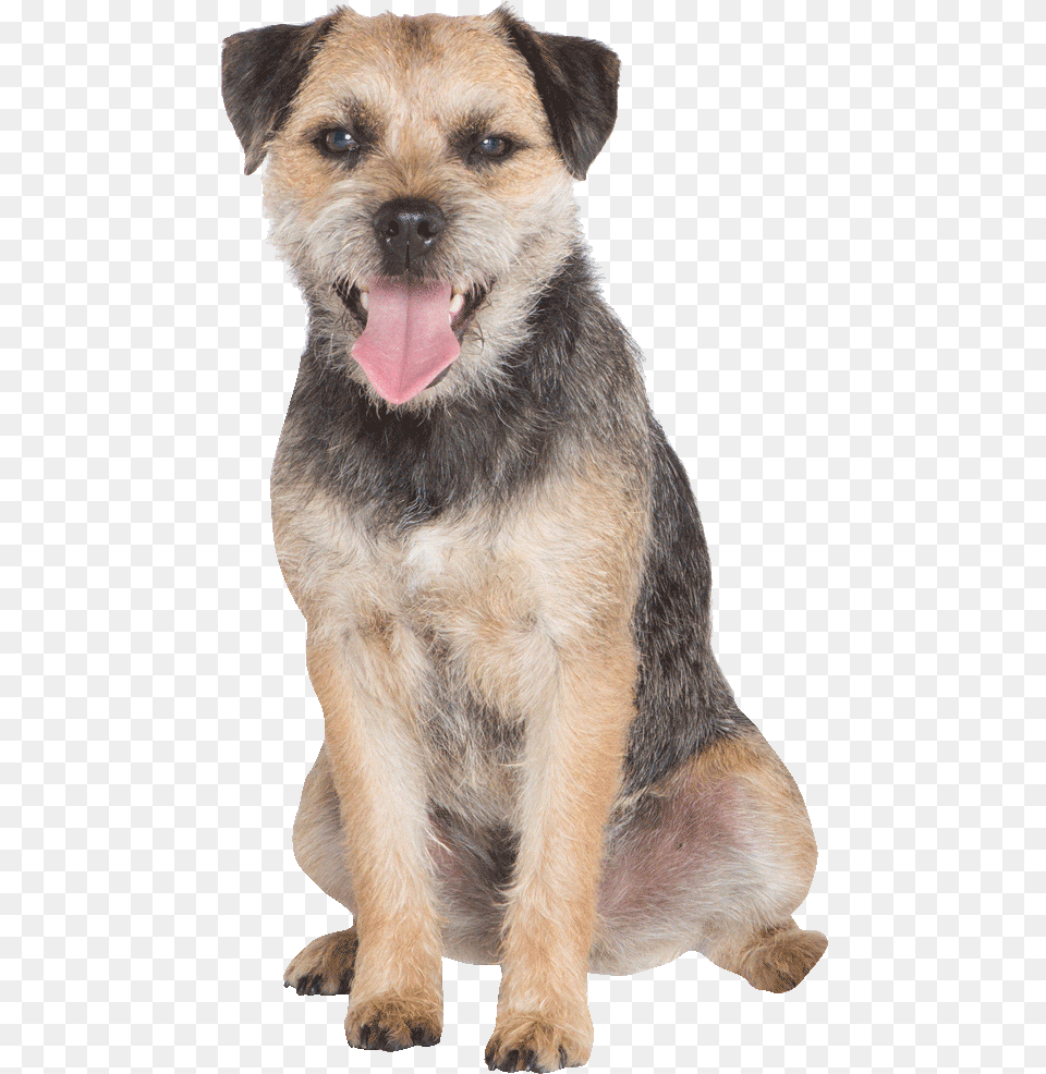 Dog Yawns, Animal, Canine, Mammal, Pet Png