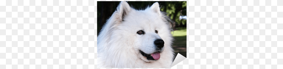 Dog Yawns, Animal, Canine, Eskimo Dog, Mammal Free Png Download