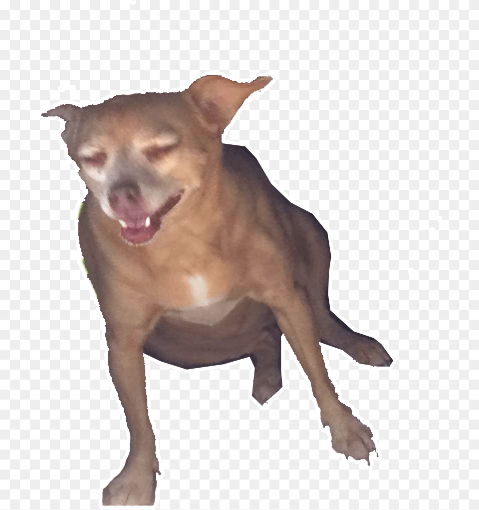 Dog Yawns Chihuahua, Animal, Canine, Mammal, Pet Png Image