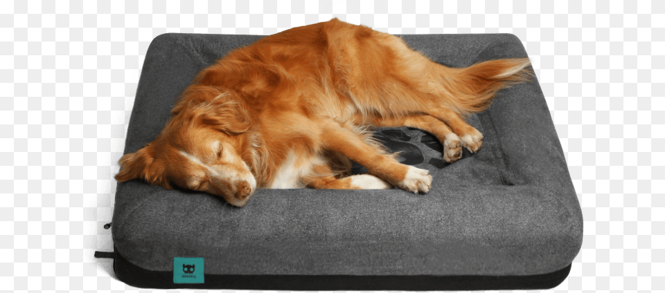 Dog Zee Dog Bed, Animal, Canine, Golden Retriever, Mammal Png Image