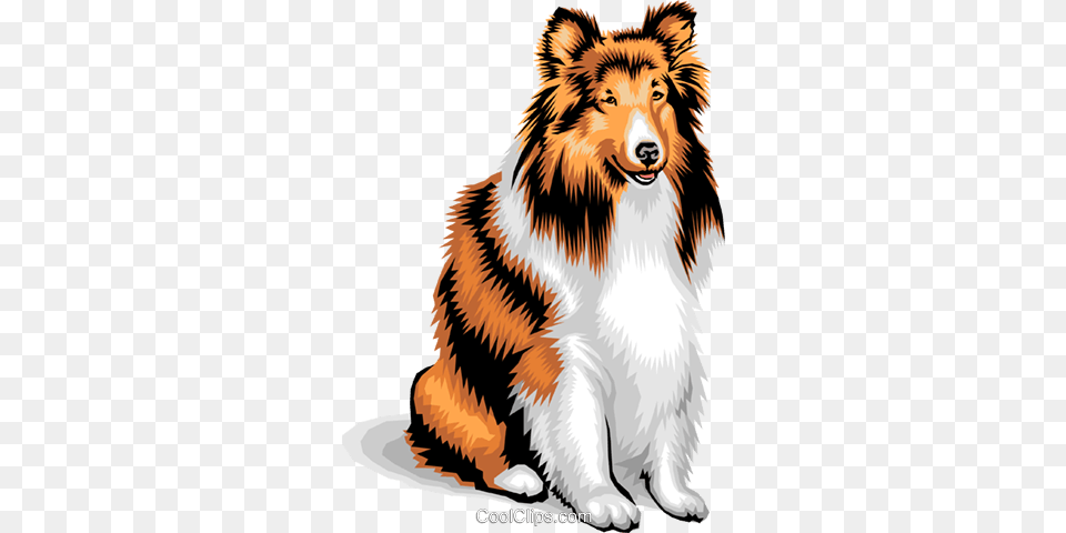 Dogcollie Royalty Vector Clip Art Illustration, Animal, Canine, Collie, Dog Free Transparent Png