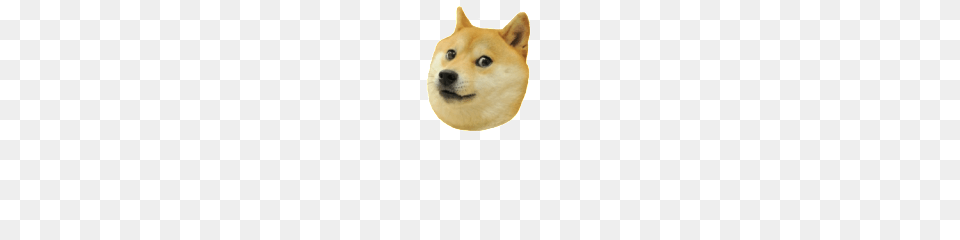 Doge, Animal, Canine, Dog, Husky Png Image