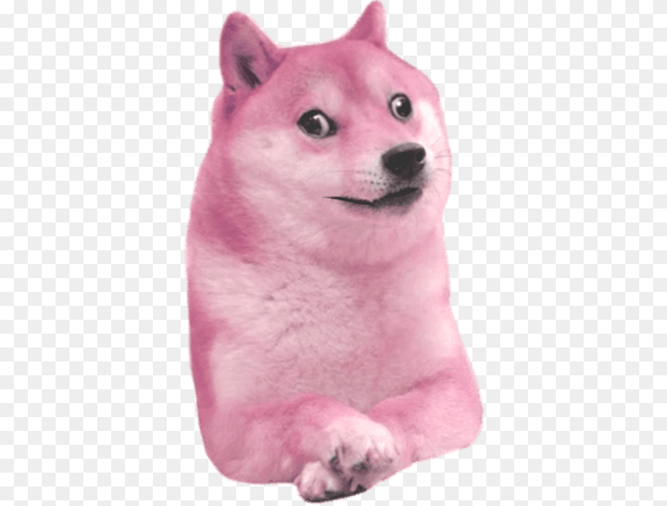 Doge, Animal, Canine, Dog, Husky Png