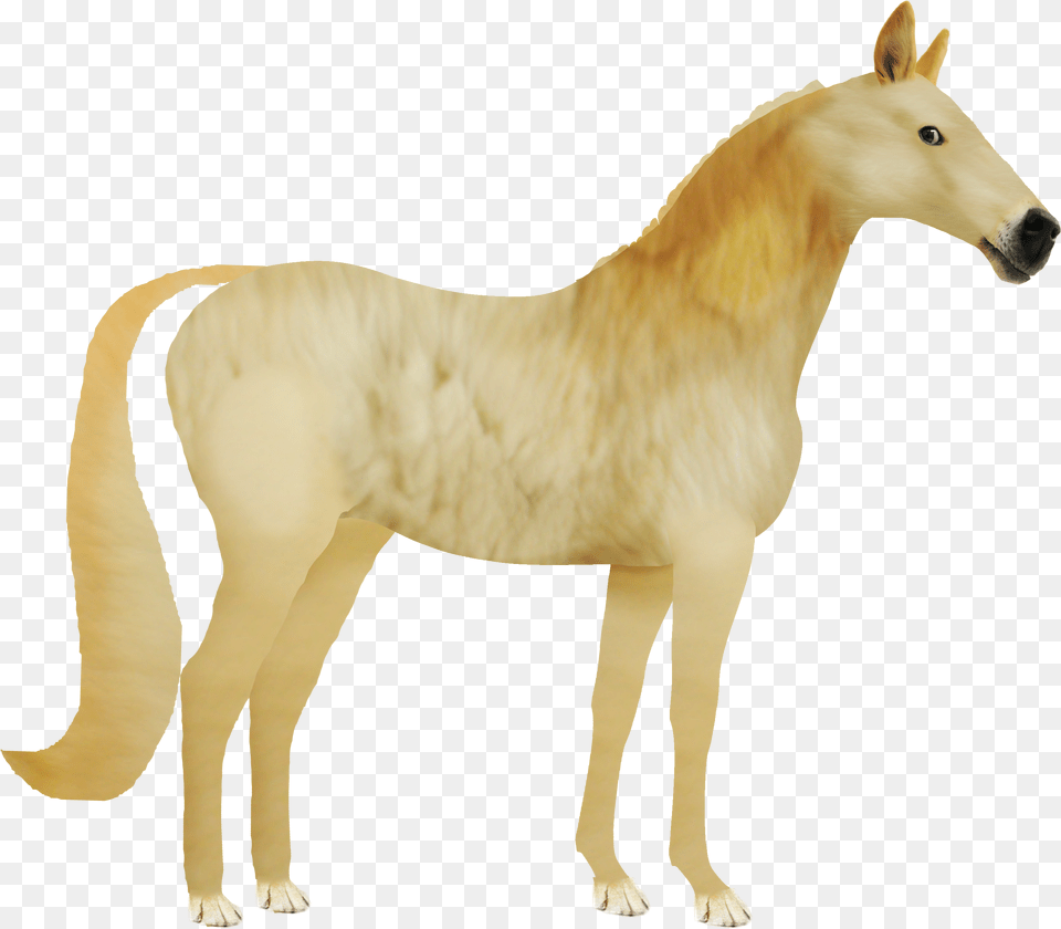 Doge, Animal, Horse, Mammal, Colt Horse Png Image