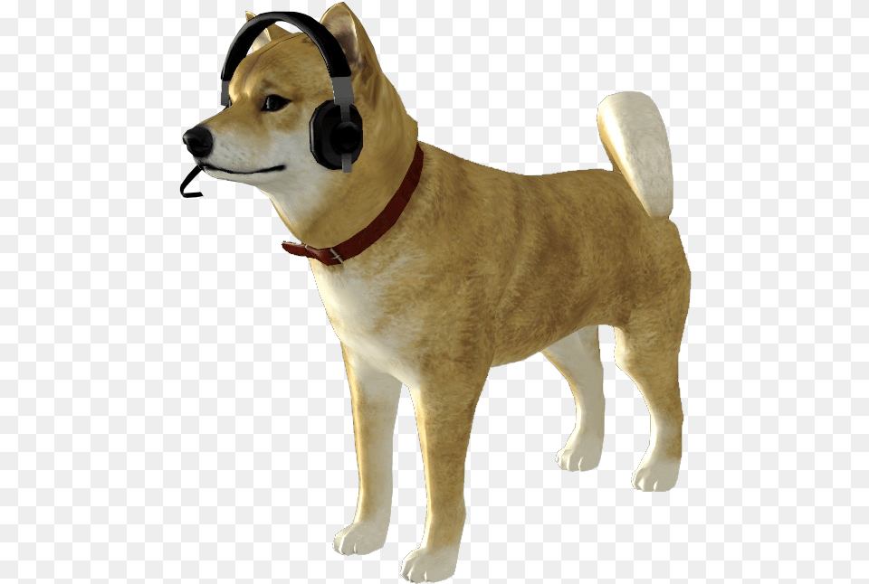 Doge, Accessories, Strap, Animal, Canine Png Image