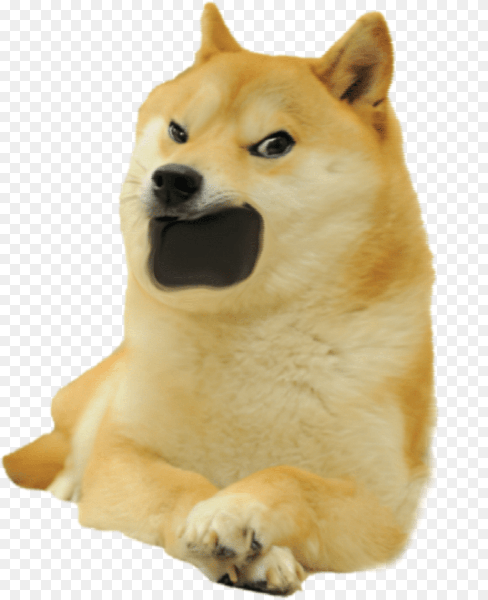 Doge, Animal, Canine, Dog, Husky Free Transparent Png