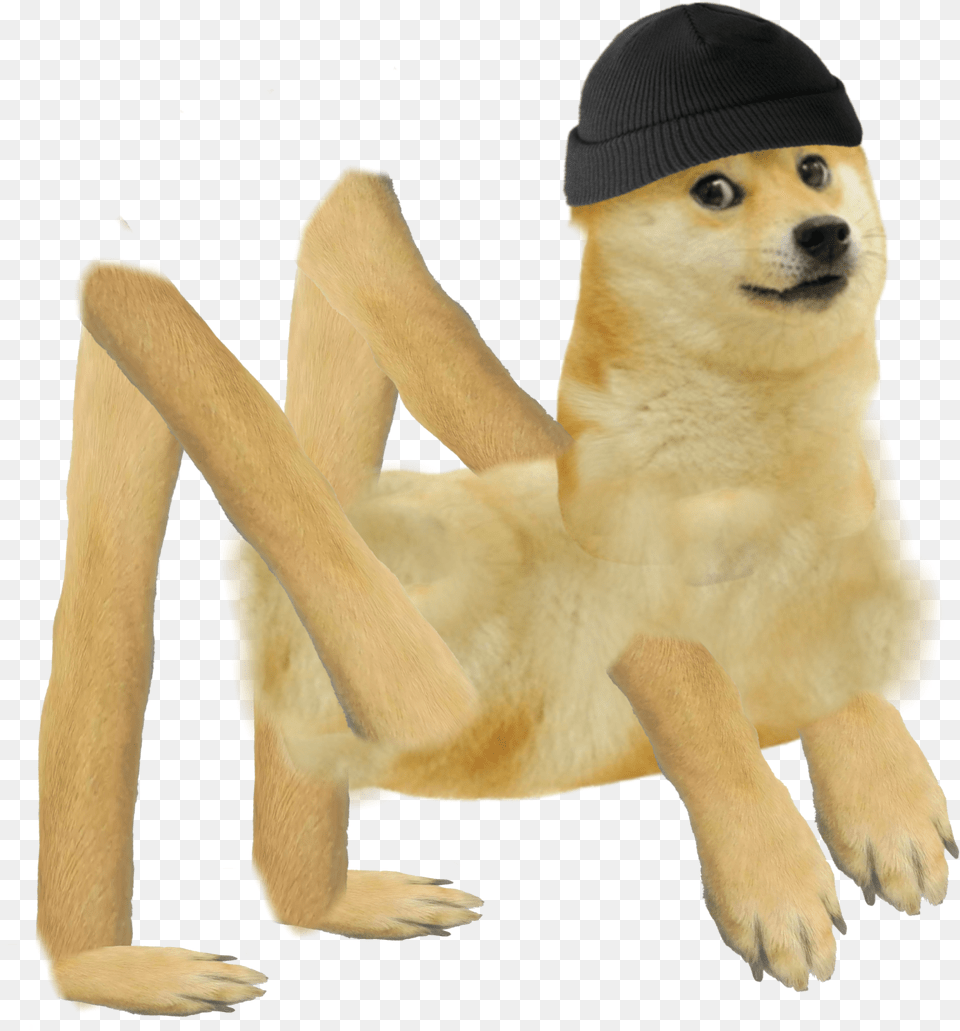 Doge Abomination, Cap, Clothing, Hat, Animal Png