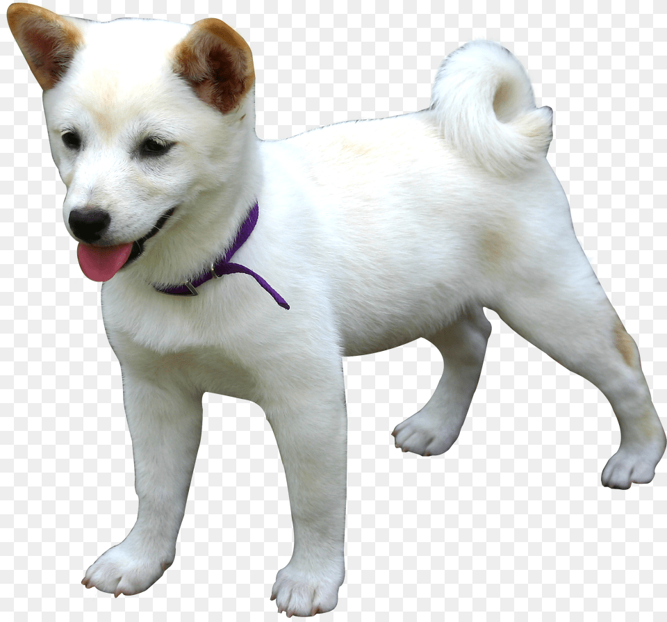 Doge Clipart Dog, Accessories, Animal, Canine, Mammal Free Transparent Png