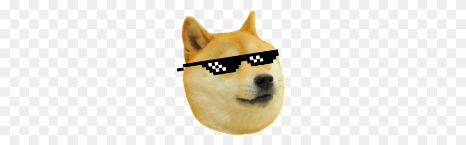 Doge Deal With It, Animal, Canine, Dog, Husky Png