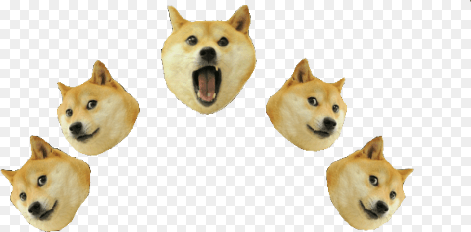 Doge Doge, Animal, Canine, Dog, Husky Png Image