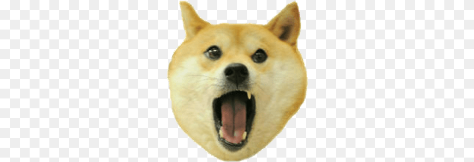 Doge Face Doge Transparent, Animal, Canine, Dog, Husky Free Png