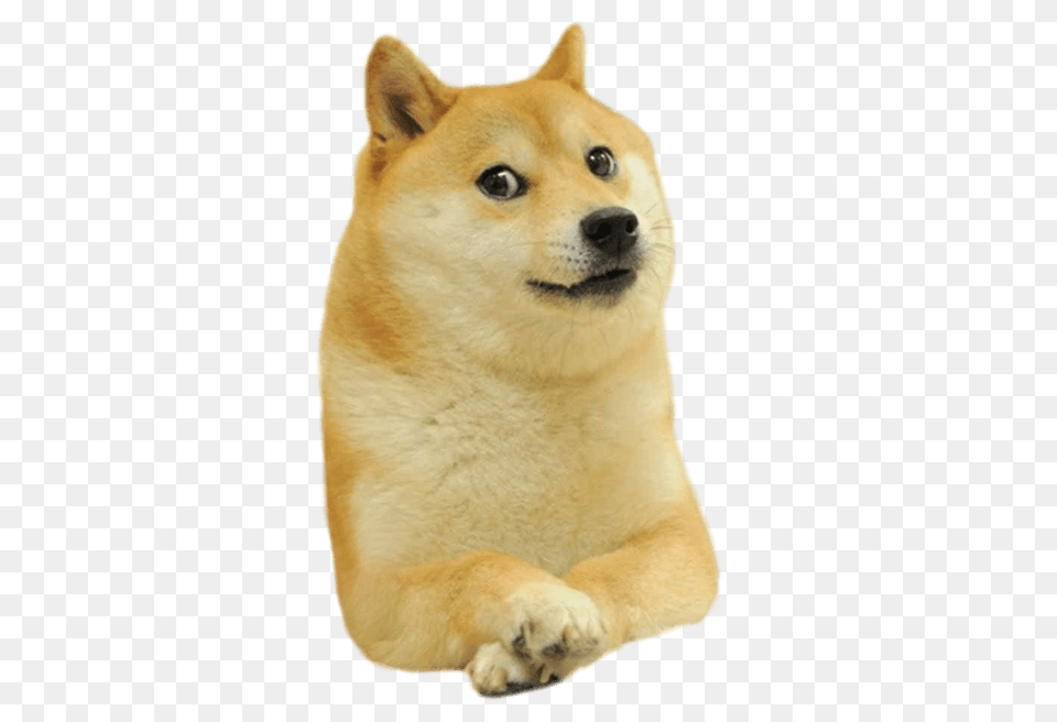 Doge Facing Right, Animal, Canine, Dog, Husky Free Png Download