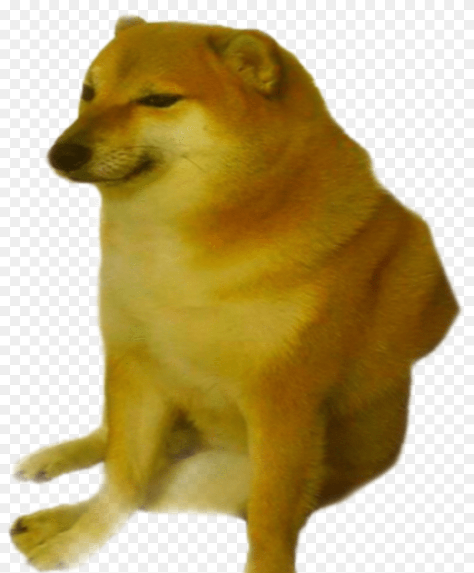 Doge Freetoedit Rosberth Nobackground Cheems Meme, Animal, Canine, Dog, Mammal Free Png Download