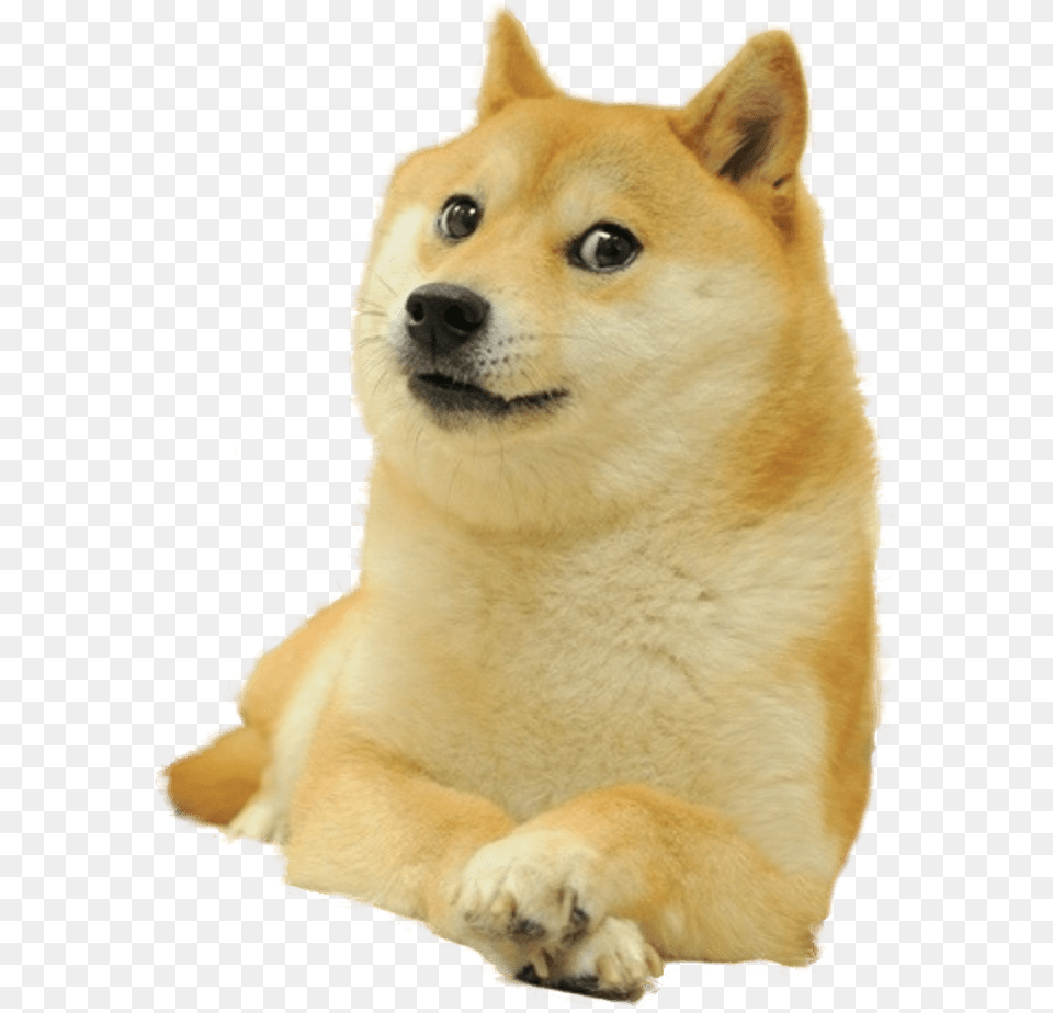 Doge Full Smiling Doge, Animal, Canine, Dog, Husky Free Png