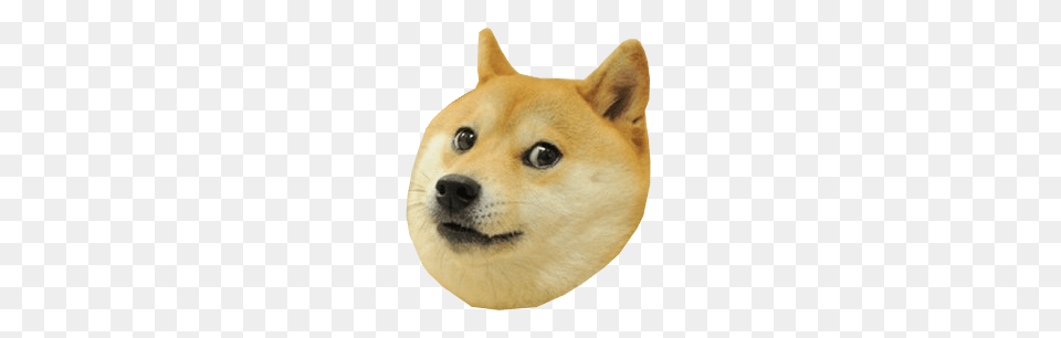 Doge Head, Animal, Canine, Dog, Husky Png