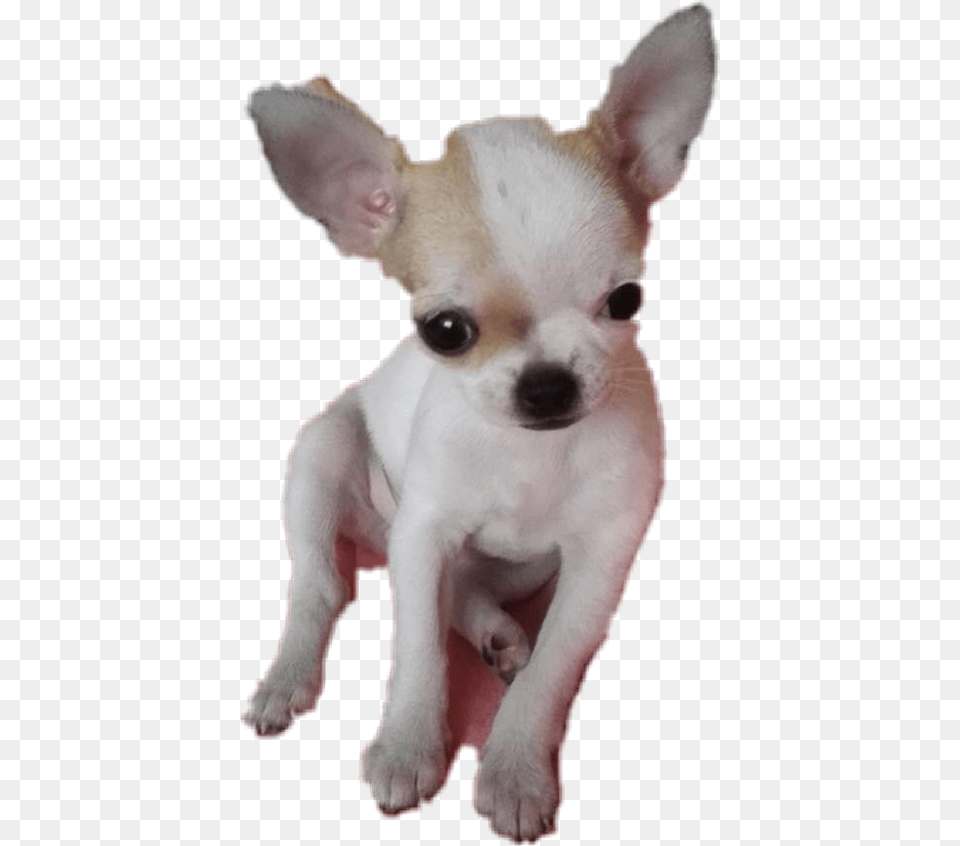 Doge Head, Animal, Canine, Chihuahua, Dog Free Png