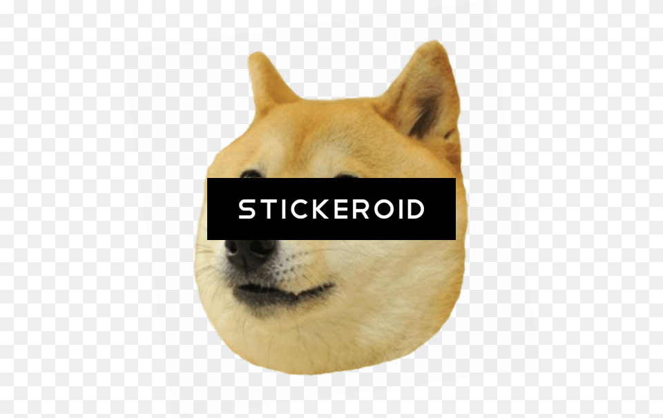 Doge Head Big Memes Stickers Whatsapp, Snout, Animal, Canine, Dog Free Png Download