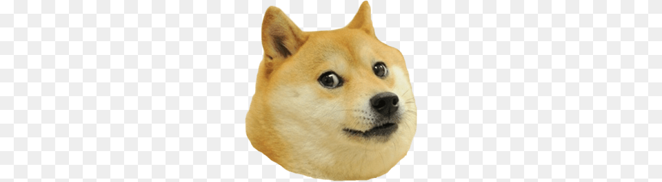 Doge Head Right, Animal, Canine, Dog, Husky Free Transparent Png