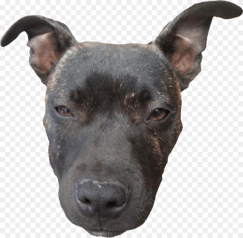 Doge Head Transparent Floating Dog Head Meme, Snout, Animal, Canine, Mammal Png Image