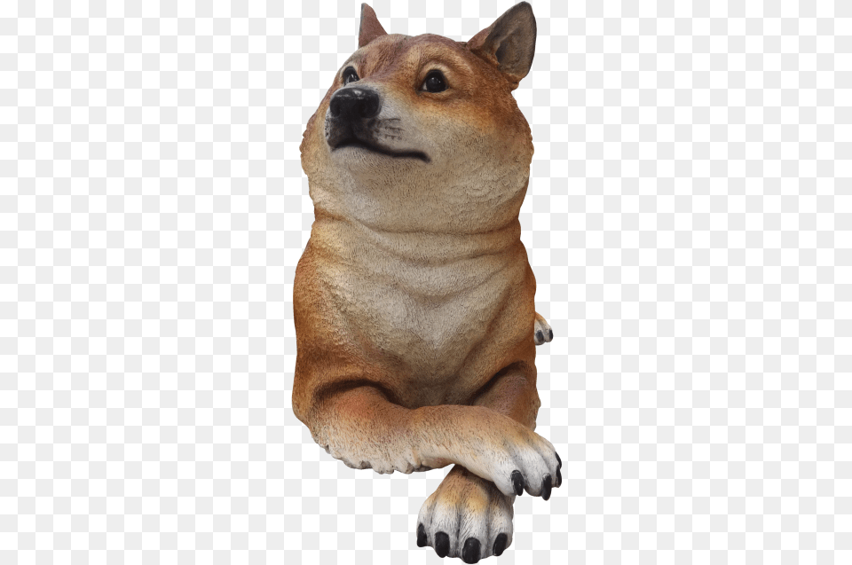 Doge Hokkaido, Animal, Bear, Mammal, Wildlife Png Image