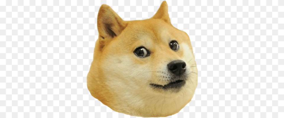 Doge Images Doge, Animal, Canine, Dog, Husky Png Image