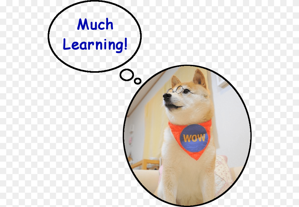 Doge Learning Shiba Inu, Animal, Canine, Dog, Mammal Free Png Download