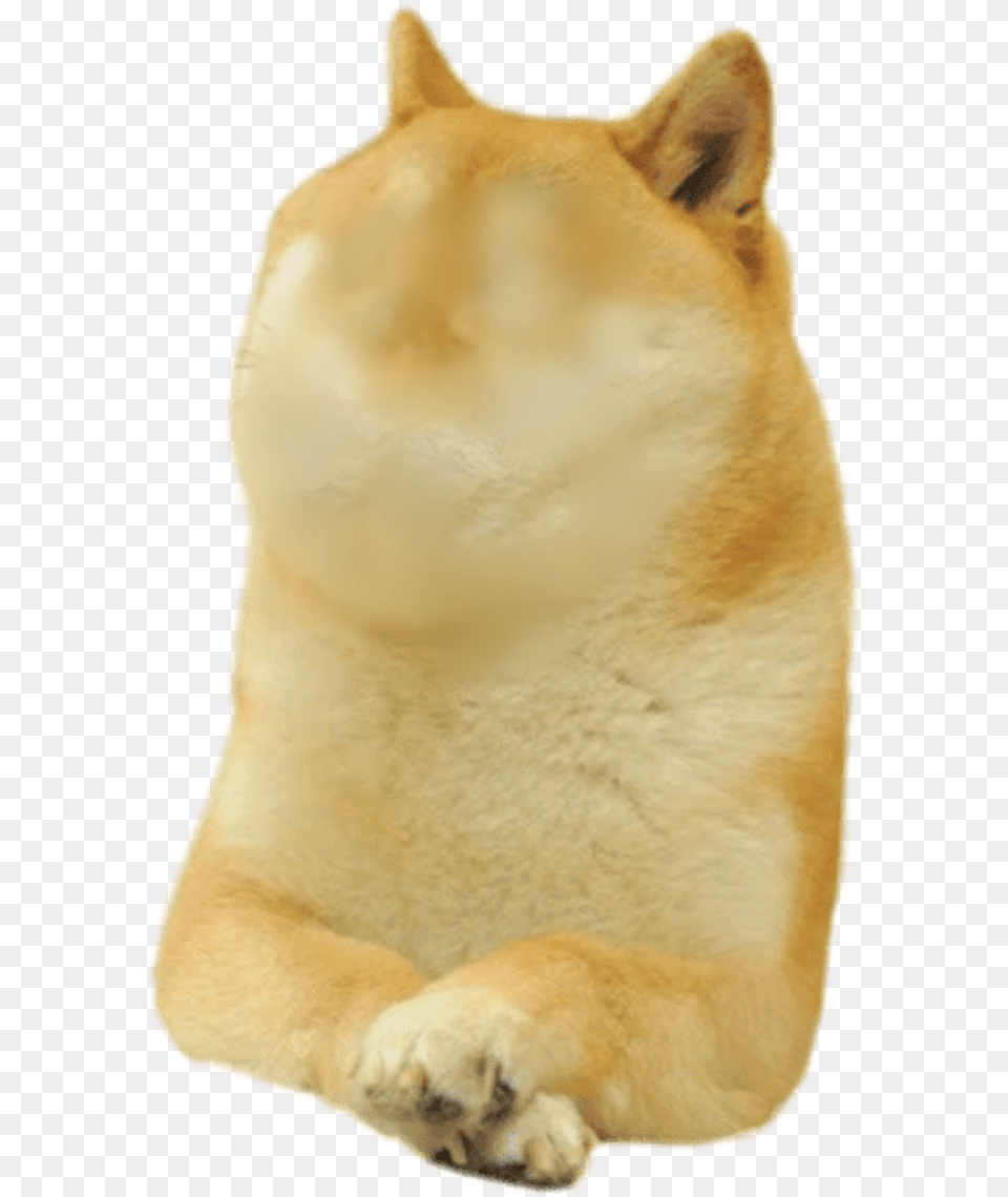 Doge Meme, Animal, Canine, Dog, Mammal Png