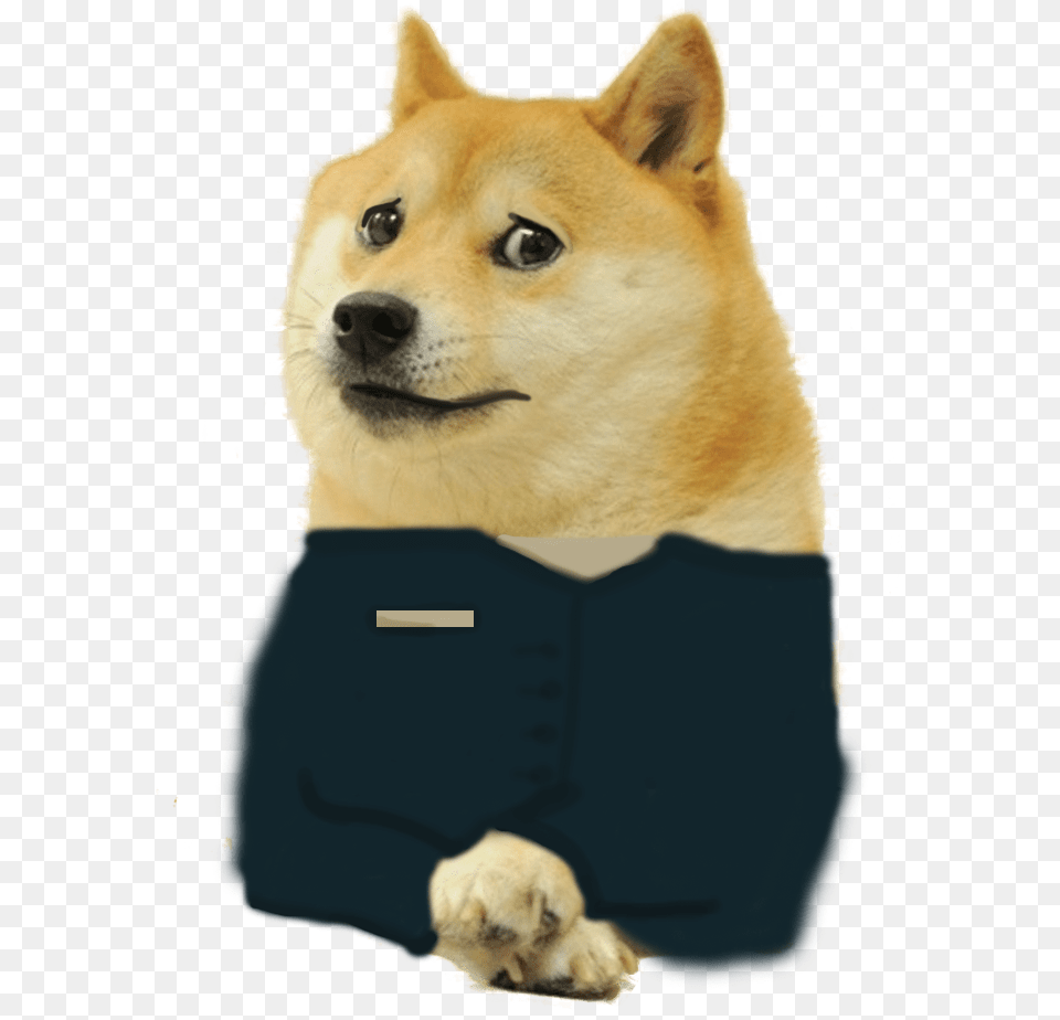 Doge Meme Background, Animal, Canine, Dog, Husky Free Transparent Png