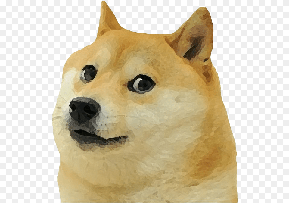 Doge Meme Photo Shiba Inu Meme, Animal, Canine, Dog, Husky Free Transparent Png