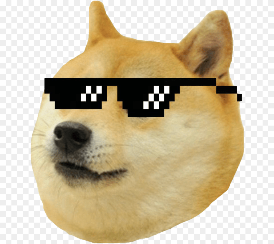 Doge Meme Photos Dog Meme Transparent, Snout, Animal, Canine, Pet Free Png Download