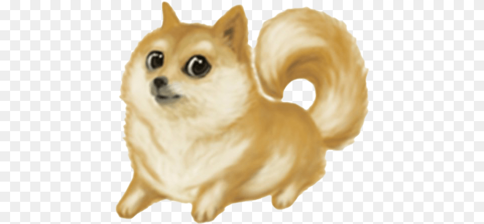 Doge Meme Pomeranian Doge, Animal, Cat, Mammal, Pet Free Transparent Png