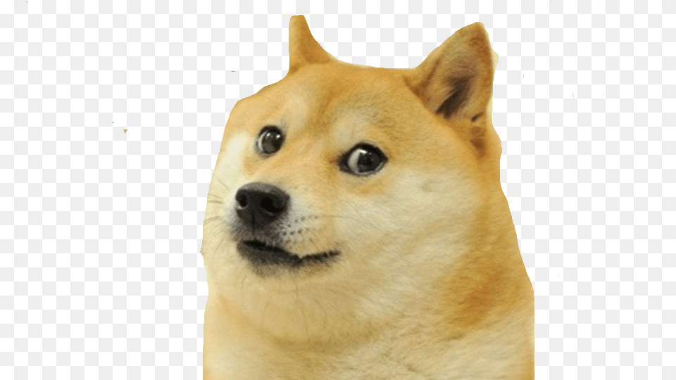 Doge Meme White Background, Animal, Canine, Dog, Husky Png