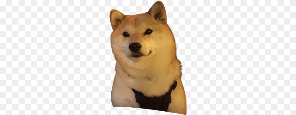 Doge Photo, Animal, Canine, Dog, Husky Png Image