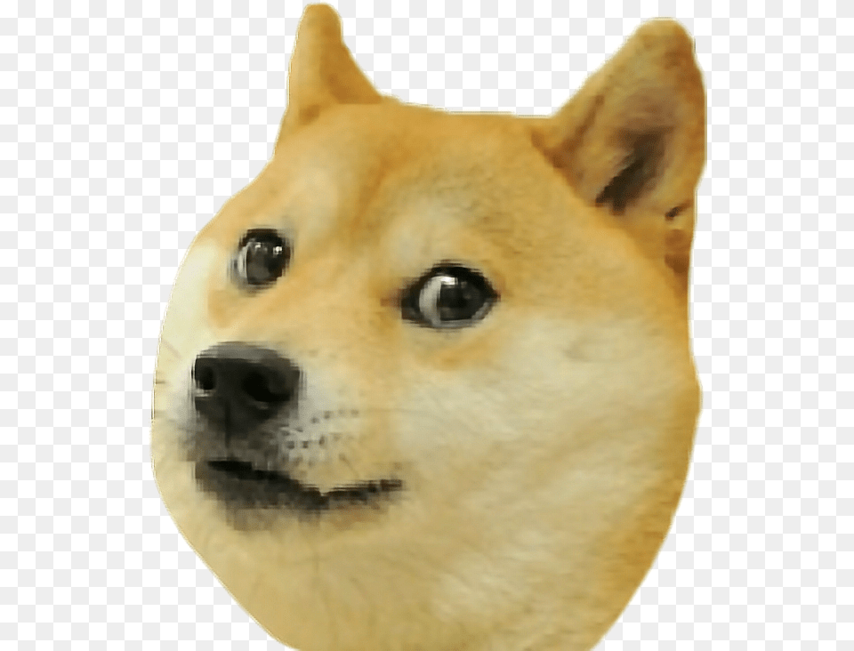 Doge Piese Doge Dog Shiba Inu Doge, Snout, Animal, Canine, Husky Png Image