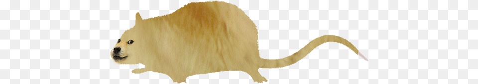 Doge Rat, Animal, Mammal Png Image