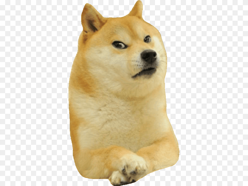 Doge Smirk, Animal, Canine, Dog, Husky Png