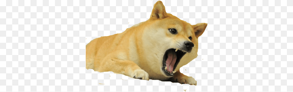 Doge Transparent 3 Transparent Background Angry Doge, Animal, Canine, Dog, Husky Free Png Download