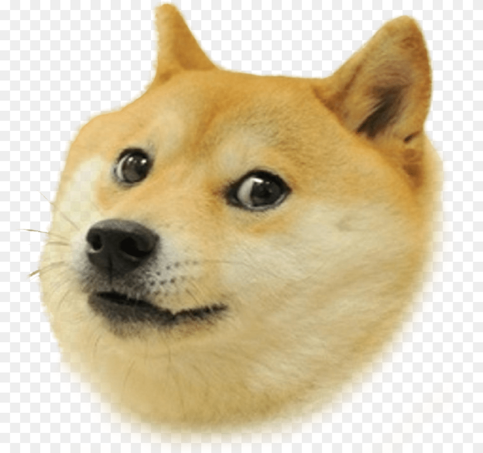 Doge Transparent, Animal, Canine, Dog, Husky Free Png Download