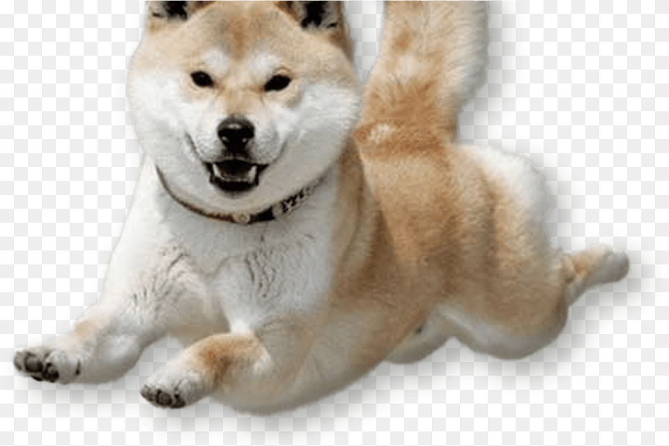 Dogecoin Doge Lacey The Pap Shiba Inu Transparent Background, Animal, Canine, Dog, Husky Png Image
