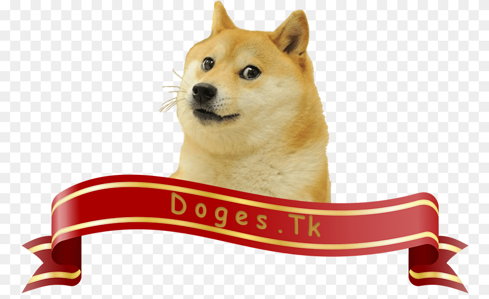 Doges Shiba Inu Meme, Accessories, Strap, Animal, Canine Free Transparent Png