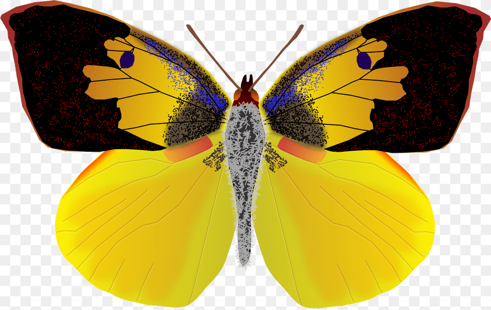 Dogface Butterfly Clip Arts Male Dog Face Butterfly, Animal, Insect, Invertebrate Free Transparent Png