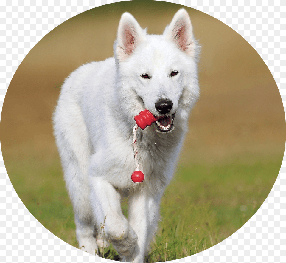 Doggie Daycare Dog, Animal, Canine, Mammal, Pet Free Png