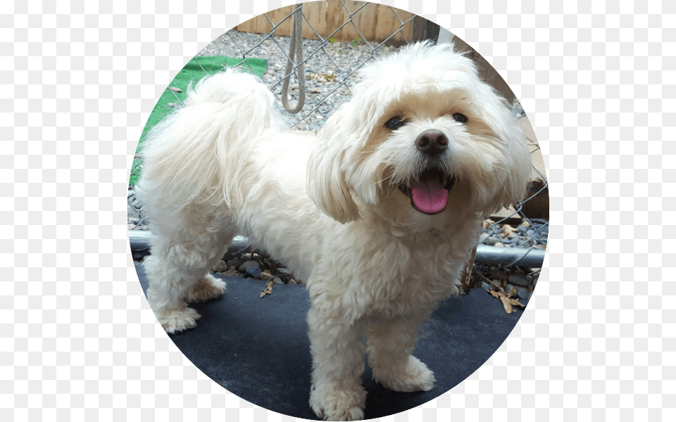 Doggie Inn Testimonial Maltese, Animal, Canine, Dog, Mammal Free Transparent Png