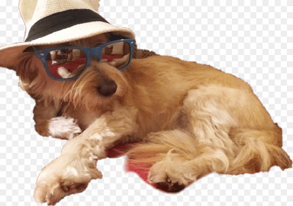 Doggo Cool Doge Snazzy Dog Pet Meme Memes Shady Shades Doge, Accessories, Hat, Glasses, Clothing Free Png Download