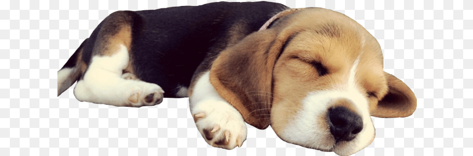 Doggo Dog Sleep Beagle Puppy Cute Sleepingdog Dog, Animal, Canine, Hound, Mammal Free Png Download