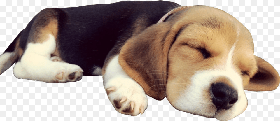 Doggo Dog Sleep Beagle Puppy Cute Sleepingdog Dog Sleeping, Animal, Pet, Mammal, Hound Free Transparent Png